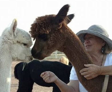 Woman with alpacas